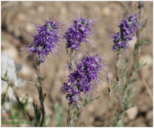 Silky Phacelia