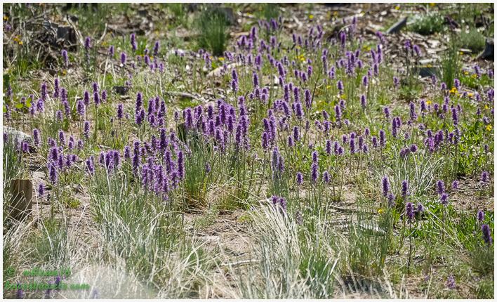 Silky Phacelia