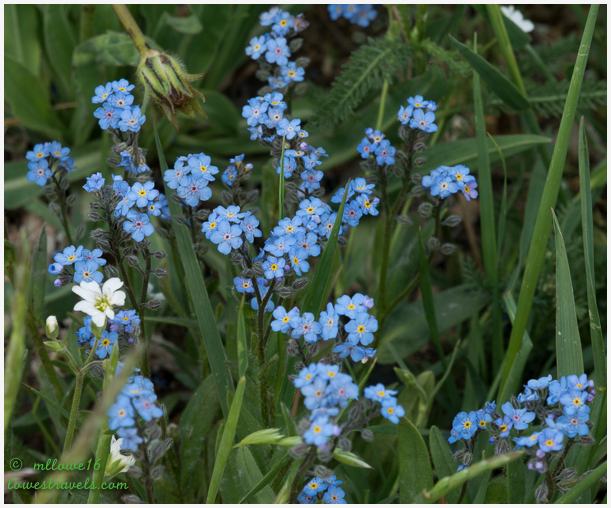 Alpine forget-me not
