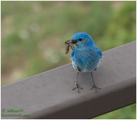 Mountain Bluebird