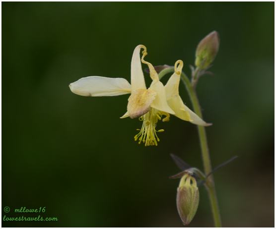 Yellow Columbine