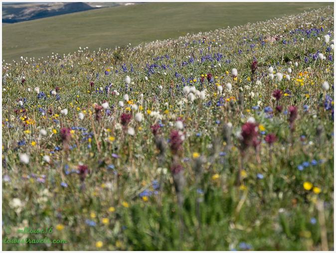 Wildflowers at Beartooth Highway