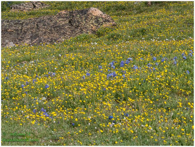 Wildflowers at Beartooth Highway
