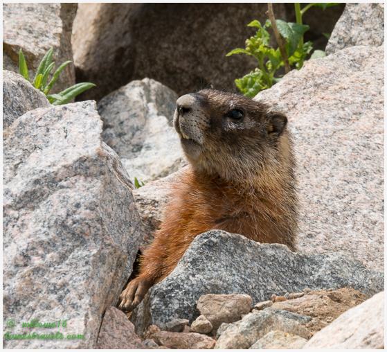 Hoary Marmot