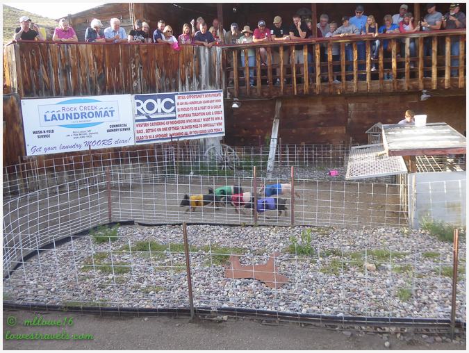 Pig Races