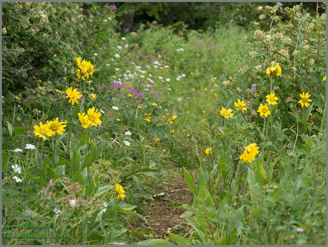 Face of Mountain Trail