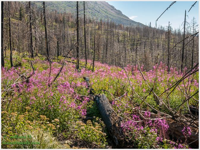 Saint Marys Falls Trail