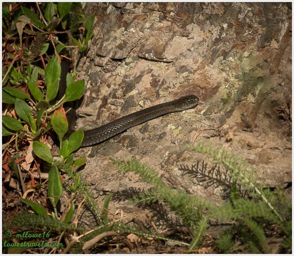 Grinnell Glacier Trail