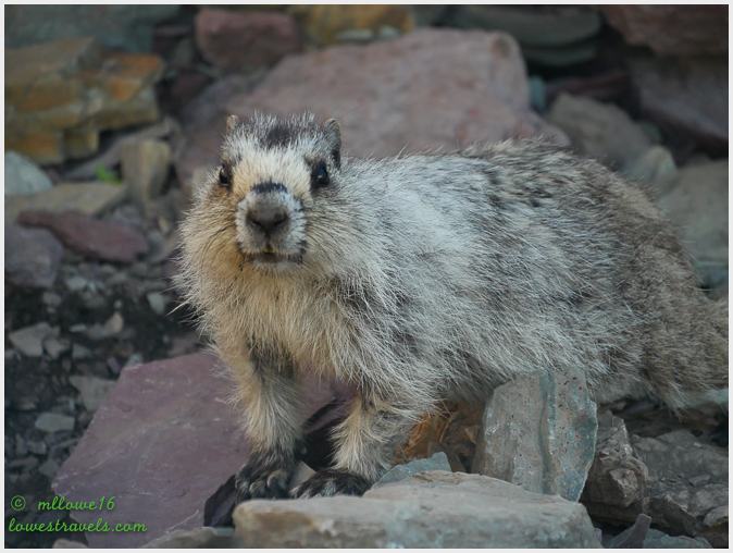 Hoary Marmot