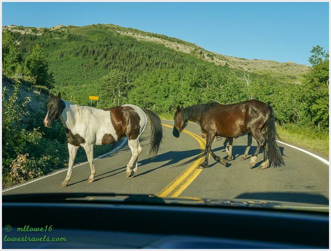 Ferocious local horses on Highway 49