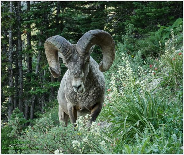 Big Horn Sheep