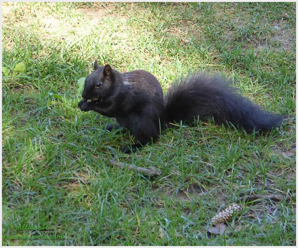 Black Squirrel
