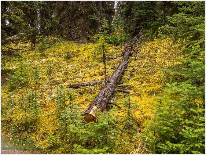 Moss and lichens covered the grounds