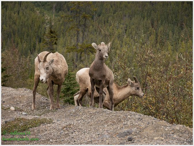 Captivating Icefields Parkway – Canadian Rockies