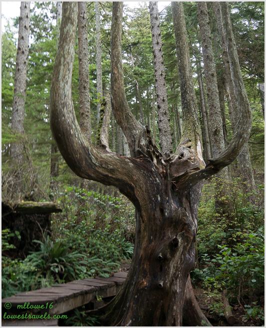 Candelabra tree