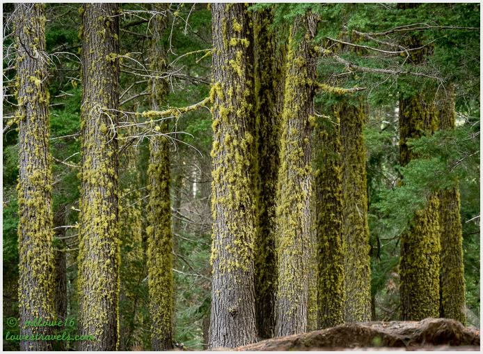 Pine trees covered by lichen