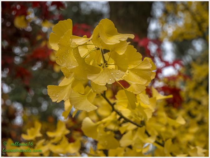Ginko Biloba
