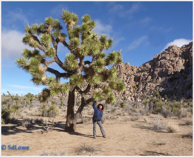 Joshua Tree