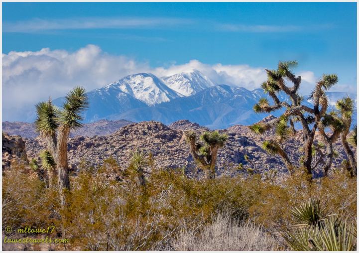 Joshua Tree National Park