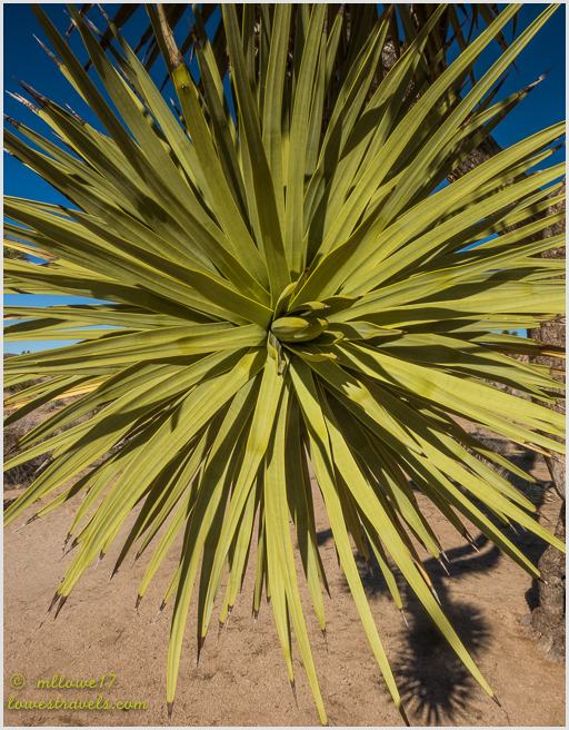 Joshua tree