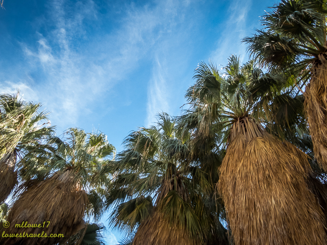 Good times at Anza-Borrego Desert State Park, CA