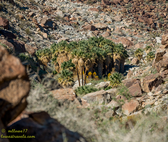 Borrego Palm Canyon Trail