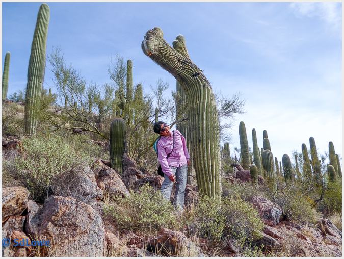Crested saguaro