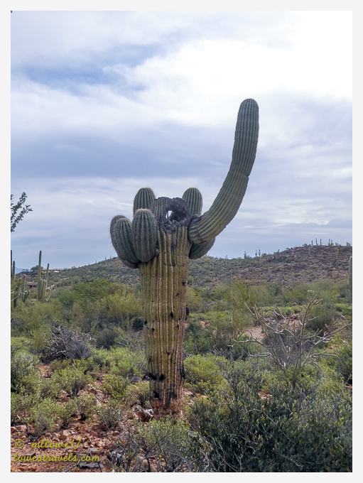 Saguaro