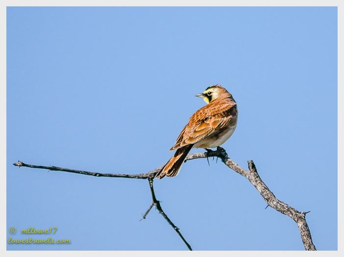 Horned Lark
