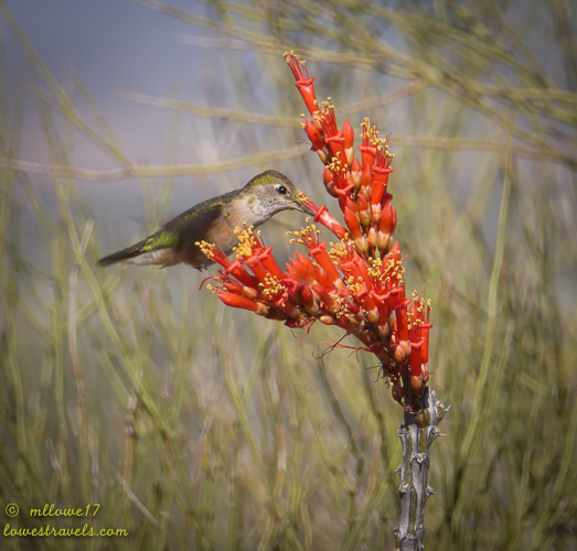 A rendezvous in the desert – Tucson, AZ