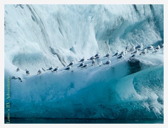 A closer look at the Kittiwakes