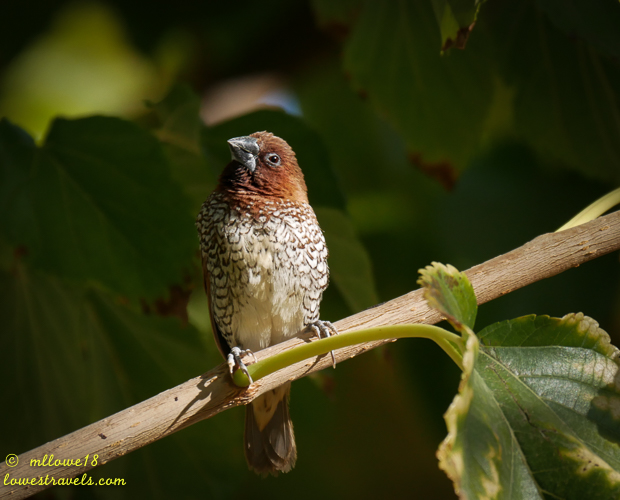 A close-up of a bird with a brown head and speckled body perched on a branch surrounded by green leaves.