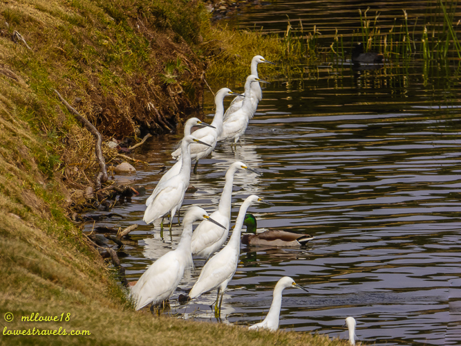 A line of white egrets standing along the edge of a pond with green grass and a duck swimming nearby.