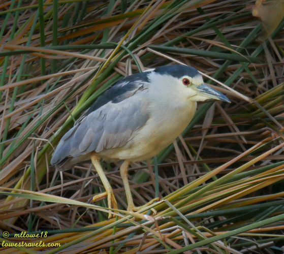 A Black-crowned Night Heron standing among tall grasses, showcasing its distinctive black cap and grayish body.