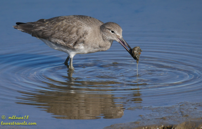 A bird standing in shallow water, using its beak to catch and hold a small piece of food, with ripples emanating from its movement.