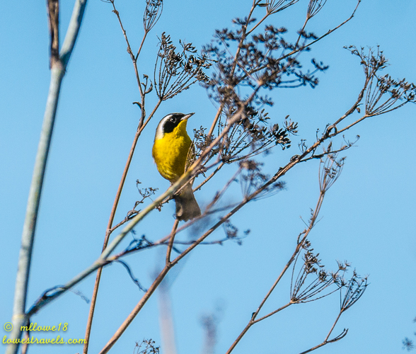 A small yellow bird perched on a twig with dried flowers against a clear blue sky.
