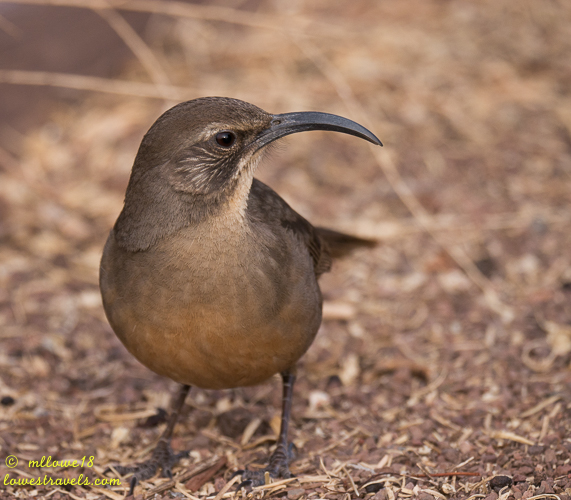 A close-up of a bird with a long curved beak standing on a ground covered in dry leaves and twigs.