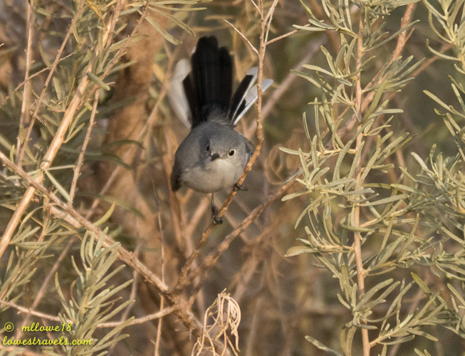 A small bird with a gray body and long tail perched on a branch surrounded by green foliage.