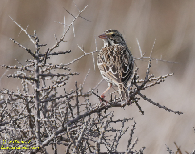 A small bird perched on a thorny branch, showcasing its intricate feather patterns and natural habitat.