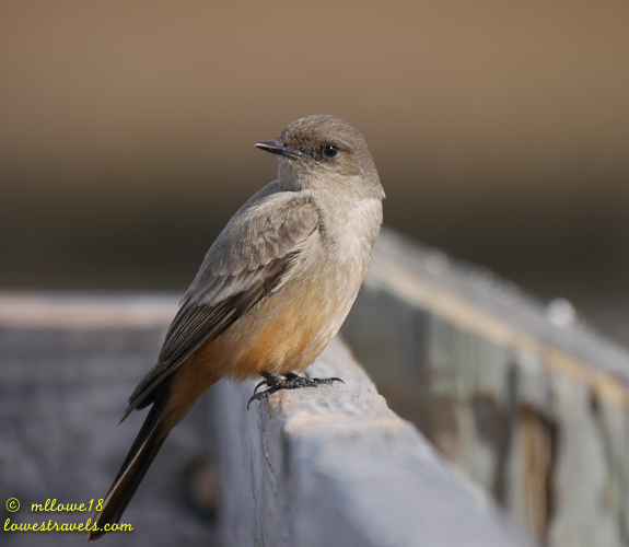 A close-up of a small bird perched on a wooden railing, featuring gray and orange plumage with a focused expression.
