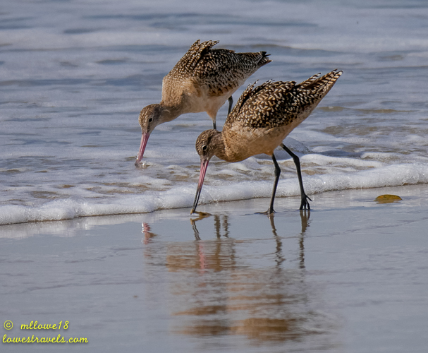 Two shorebirds foraging in the wet sand near the ocean waves.