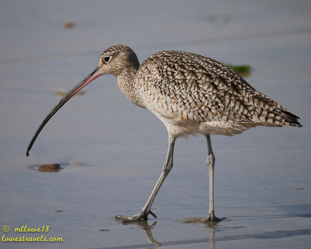 A long-billed curlew walking along the shoreline, with its distinctive curved beak and patterned feathers.