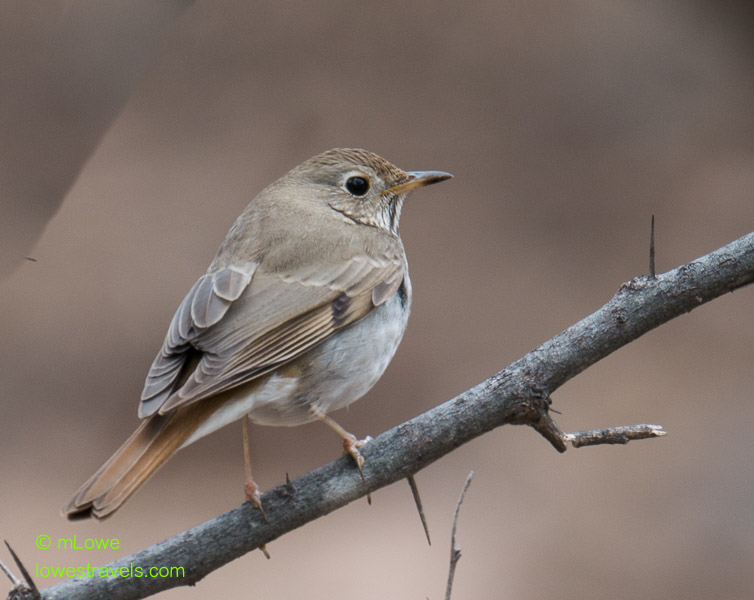 Hermit Thrush
