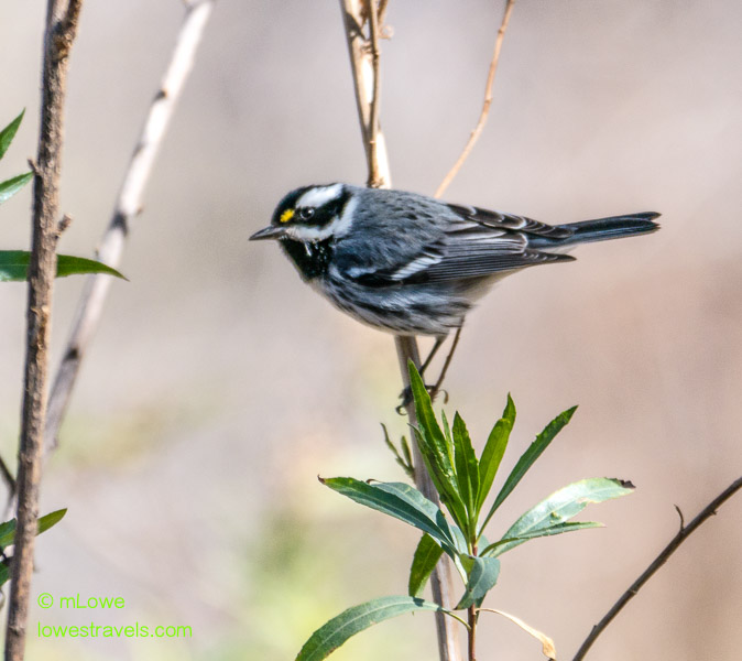 Black-throated Warbler
