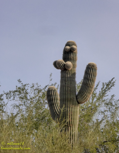 Saguaro