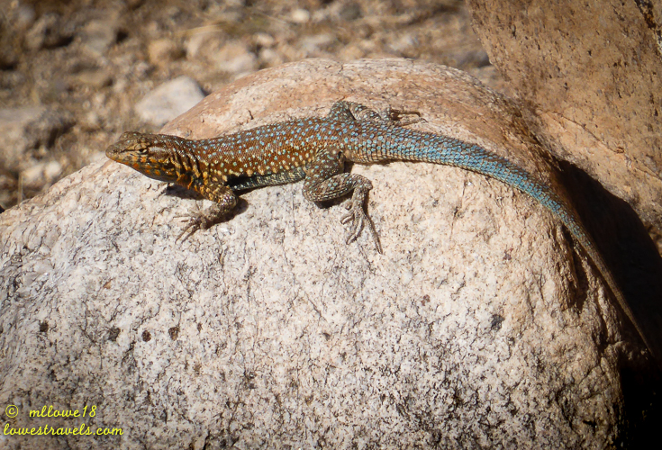 Common side-blotched lizard