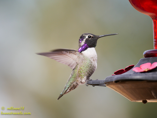 A colorful hummingbird perched on a feeder with flower-shaped openings, displaying iridescent purple and green plumage.