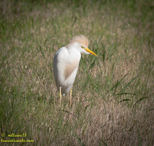 Cattle Egret