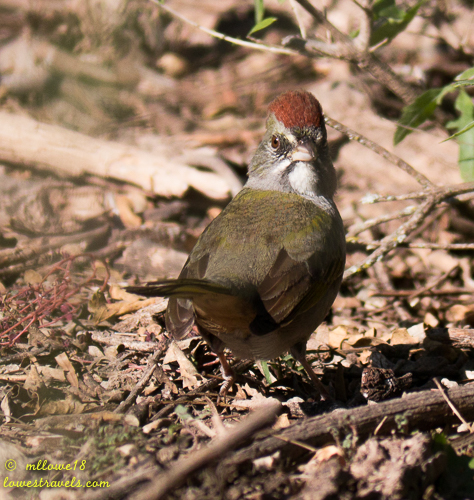 Green-tailed Towhee