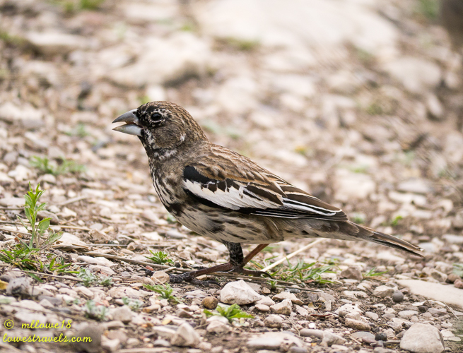 Lark Bunting